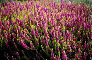 Calluna-Vulgaris-slimtea-300x198.jpg