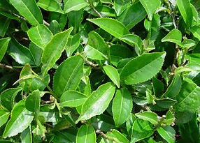 1024px-Csinensis-Slimtea-300x225.jpg