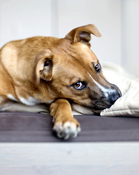 Rescue Puppy