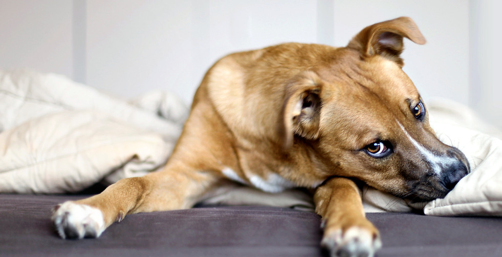 Rescue Puppy