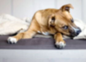 Rescue Puppy