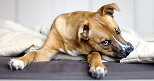 Puppy Rescue