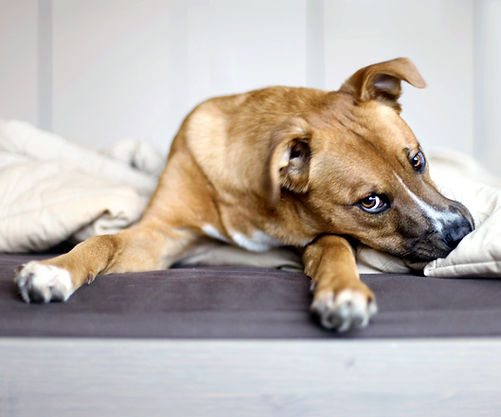 Anxious dog