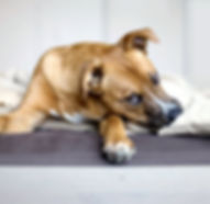 pet groomer, grooming, dog boarding, pet grooming, dog grooming, Griffin, Hampton, McDonough, Spalding County, Henry County