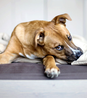 Rescue Puppy