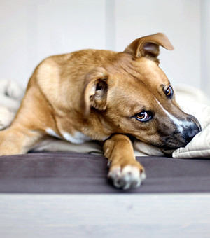 Rescue Puppy