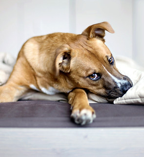 Dog Resting Indoors