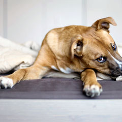 Always Direct Your Dog: How to Stop Unwanted Behaviors with Positive Training