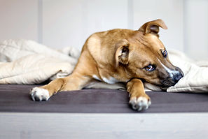 Rescue Puppy