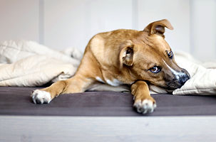 Rescue Puppy