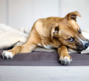Hundekauf, welcher Hund passt zu mir, welche Rasse passt zu mir, Hundekauf, Hundeadoption, Tierschutz, Hundezüchter