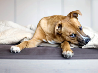 Rescue Puppy