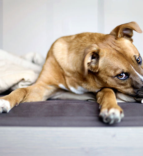 Rescue Puppy