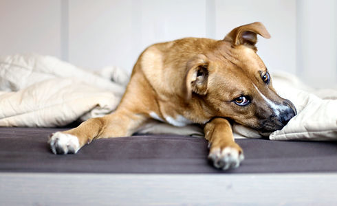 Rescue Puppy