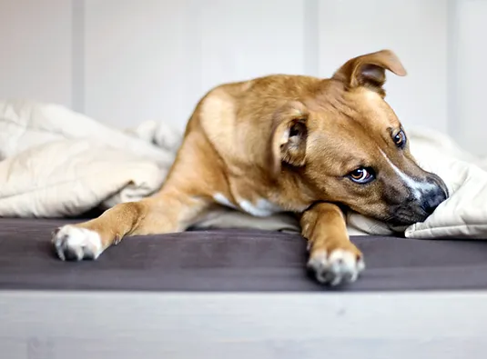 Humane Society Of Saline County Ar