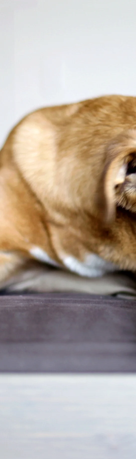 kilfinane dog sanctuary