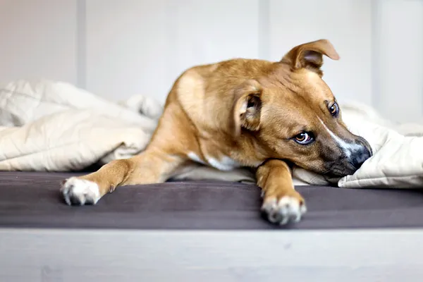 Rescue Puppy