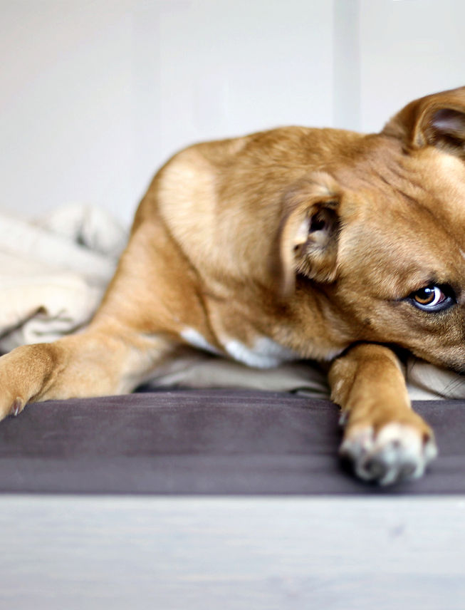 Rescue Puppy
