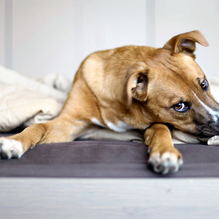 Karma Yoga for the Humane Society of Harrison County