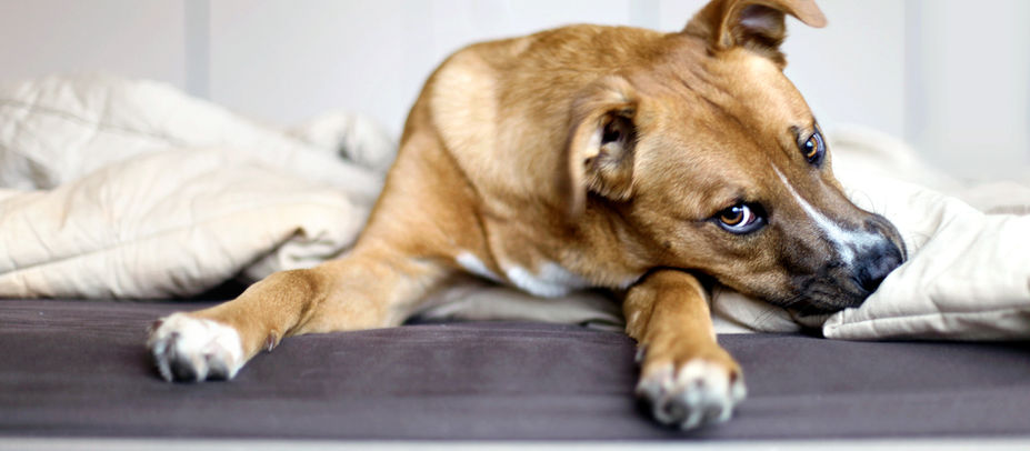 Die Pupertät beim Hund - eine herausfordernde Enwicklungsphase