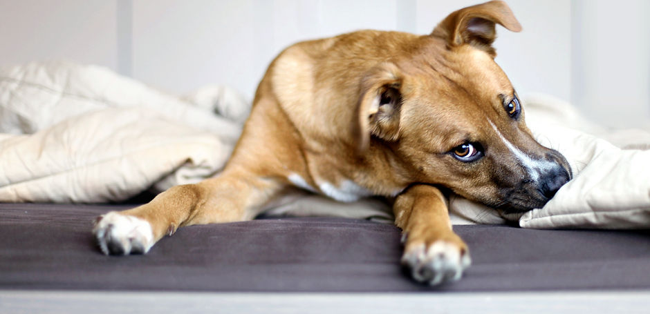 Rescue Puppy