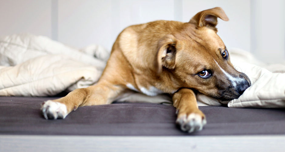 Rescue Puppy