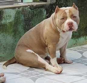 Thora (Rayka x Jalus)