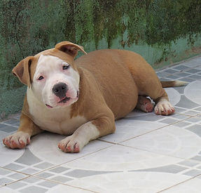 Thora (Rayka x Jalus)