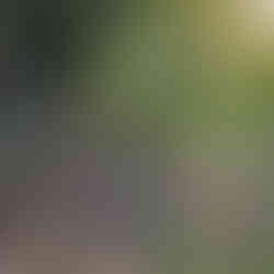 REAL School Budapest students in wellington boots clambering over a pile of fallen branches during an outdoor nature-based learning session in a woodland setting.