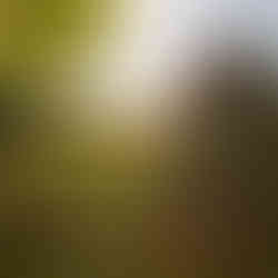 D2RF 1% Miyawaki tiny forest scholarship nonprofit international school Budapest progressive education regeneration relevant entrepreneurial art-filled learning AI nature-based best British primary school Hungary Dream to Reality Foundation