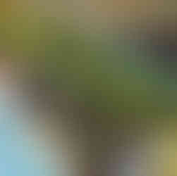 international school budapest progressive education regeneration relevant entrepreneurial art-filled learning AI nature-based best British primary school Hungary island basecamp obuda regenfest