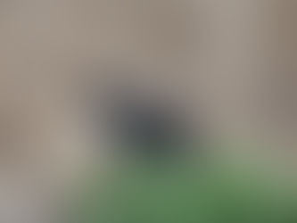 Kerr County - Community Cat Workshop