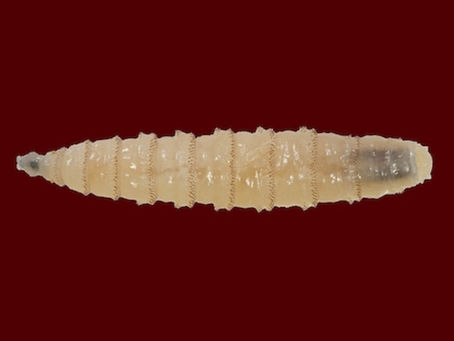 Bandera - Screwworm presentation