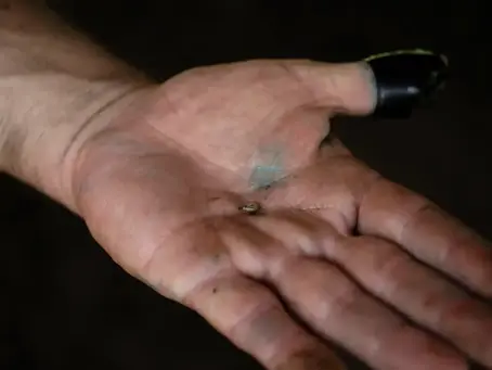 Texas - Screwworm cases