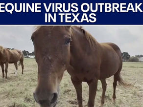 Texas - equine virus
