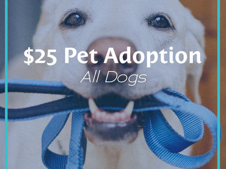 Boerne Animal Care Services - Dog adoptions $25