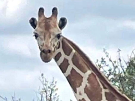 TX Hill Country - Gracie the Giraffe
