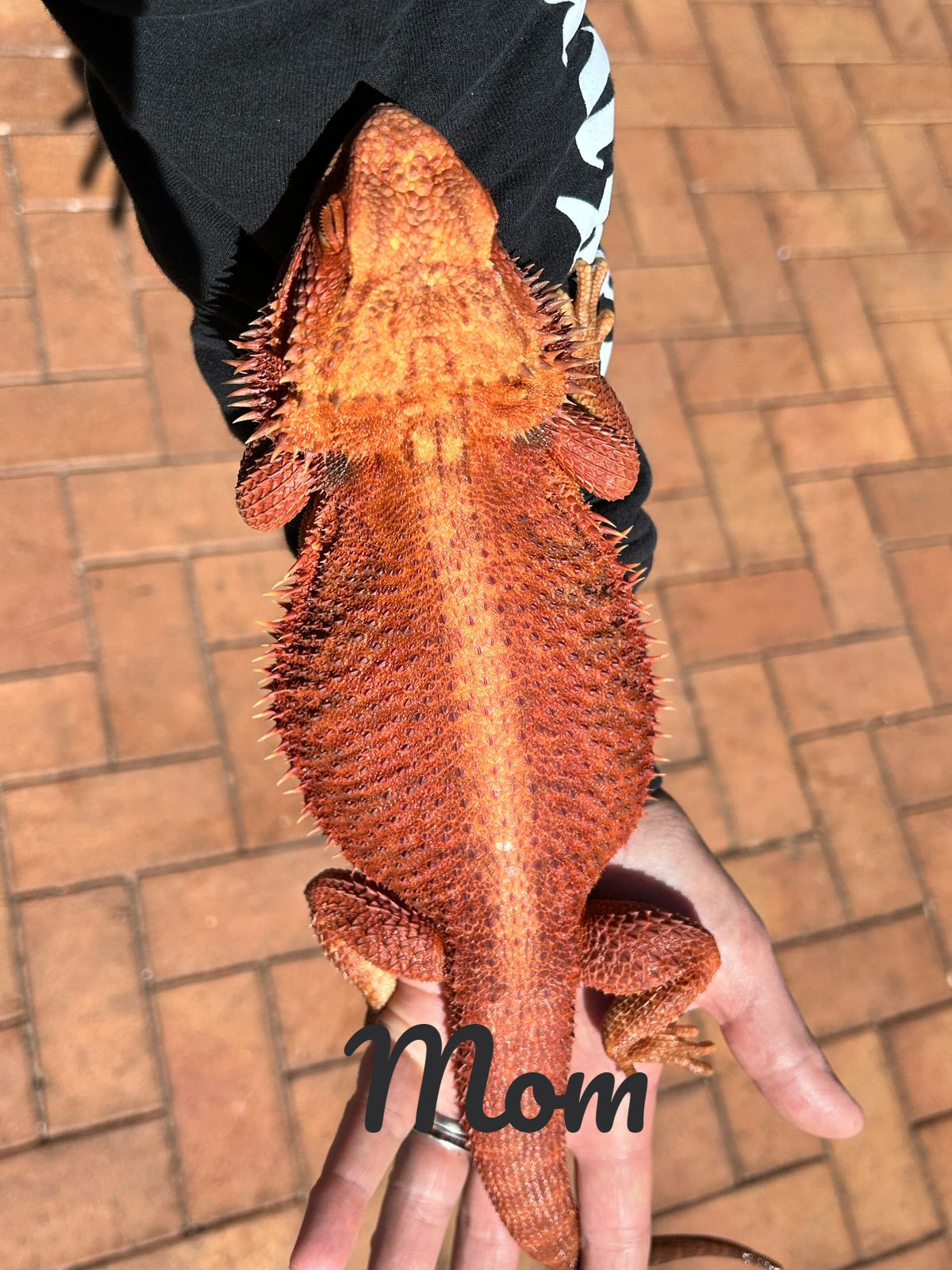 Bearded Dragon (Pogona Vitticeps) Females
