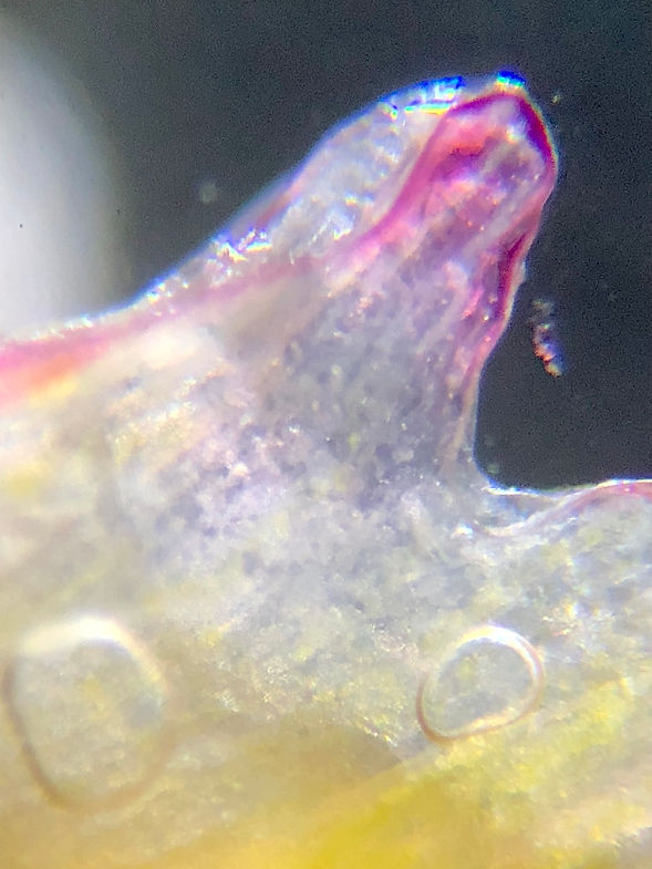 Microscopic Modern Art