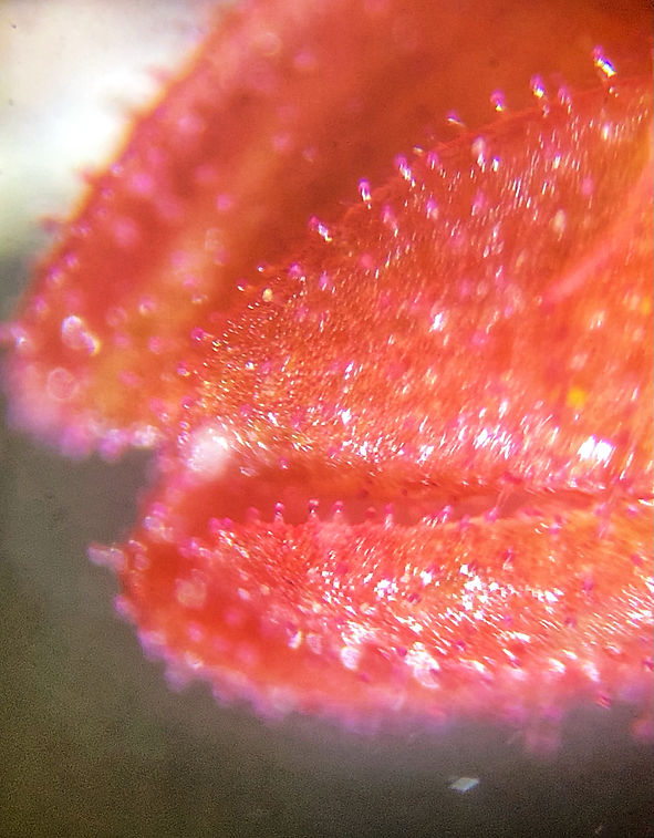 Microscopic Modern Art