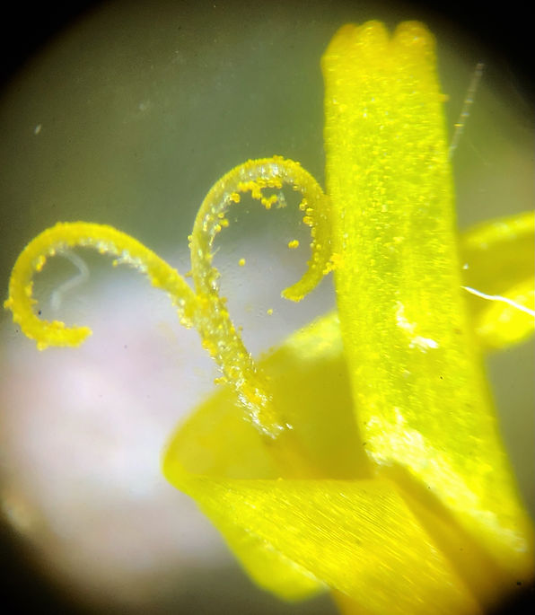 Microscopic Modern Art