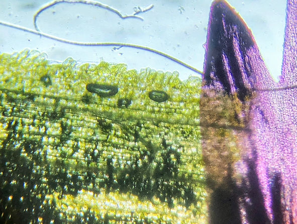 Microscopic Modern Art