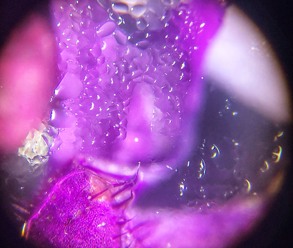 Microscopic Modern Art