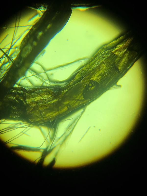 Microscopic Modern Art