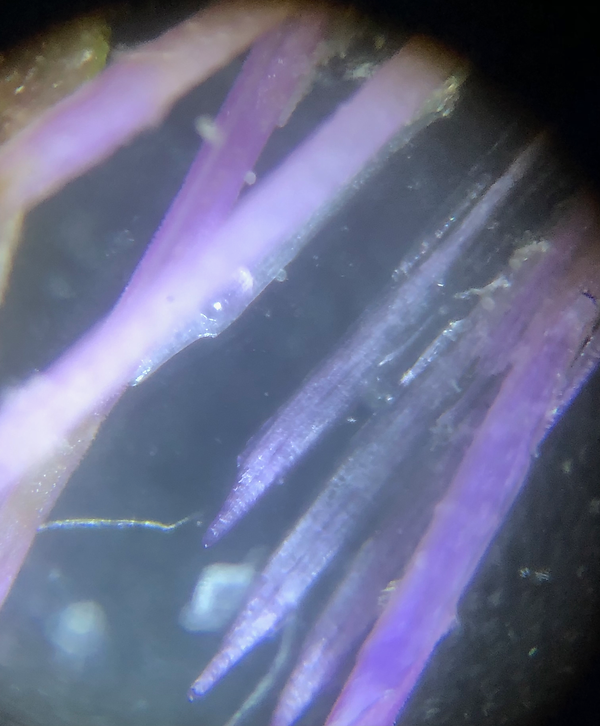 Micropscopic Modern Art, Chards.png