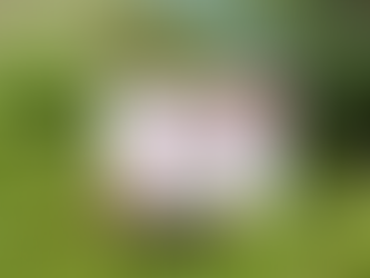 Beneficios de la Sábila