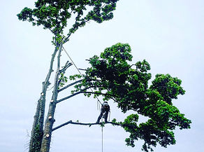 Tree cutting and removal service bristol