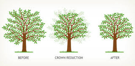 Tree reductin service bristol