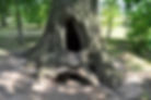 Tree cavity maintenance