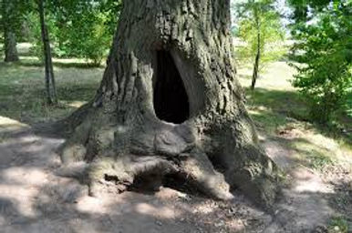 Tree cavity maintenance
